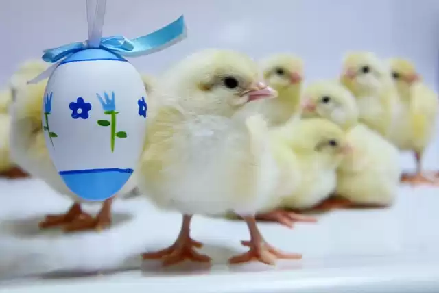 Kurczaki pilnujące cennej pisanki